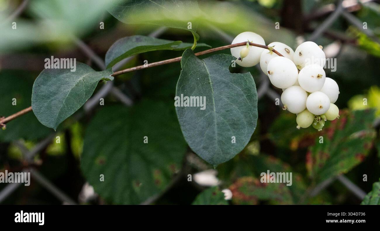 Frutti di neve (Symphoricarpos albus), fotografati nelle Alpi austriache in agosto Foto Stock