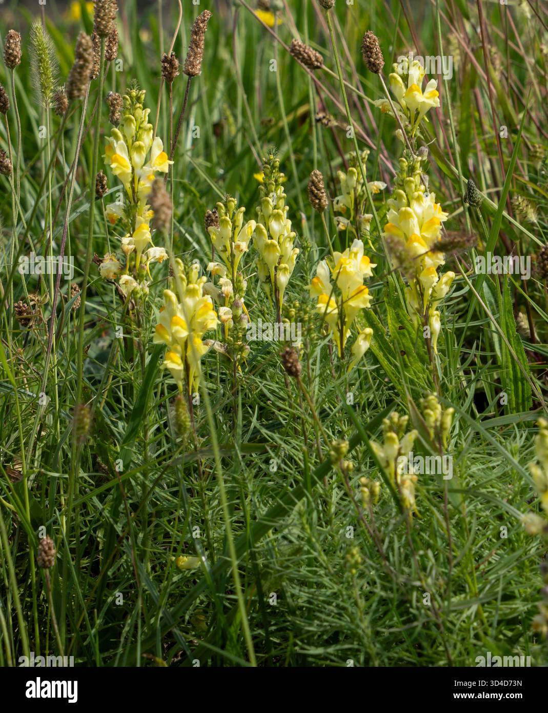 Toadflax comune (Linaria vulgaris), noto anche come "burro e uova", è una pianta perenne con fiori gialli e arancioni che assomigliano a draghi dentici. Foto Stock