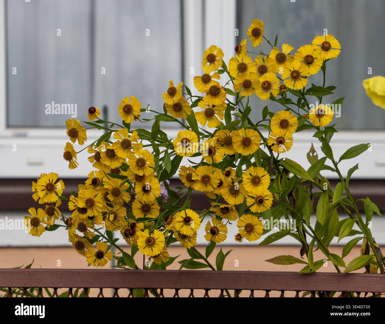 Helenium, comunemente noto come starnutisce. Fotografato nelle Alpi austriache in agosto Foto Stock