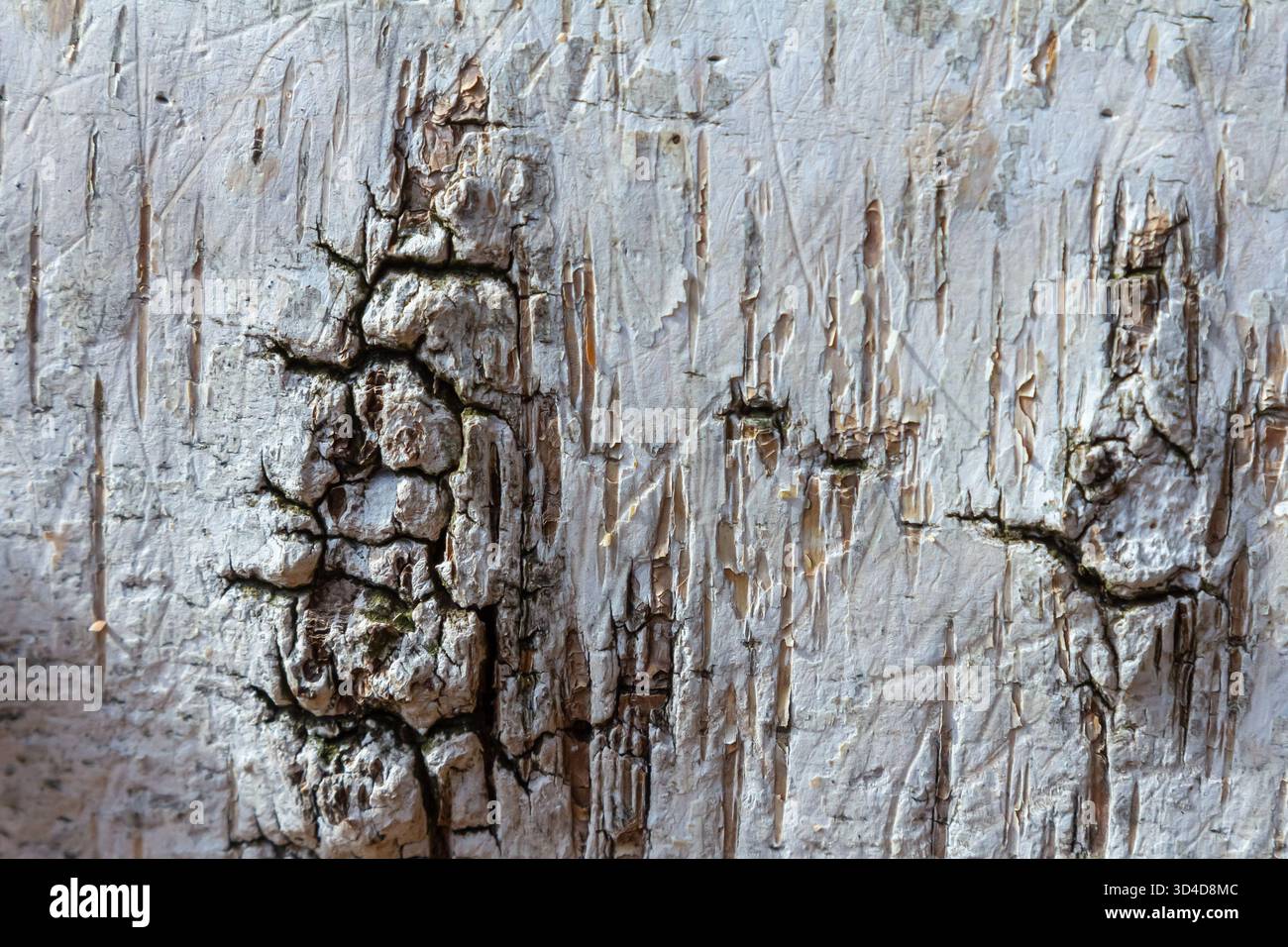 Primo piano di una superficie in legno intemprato che evidenzia intricate crepe, sbucciando strati e trame sotto la luce naturale, che mostrano l'impatto del tempo e della e. Foto Stock