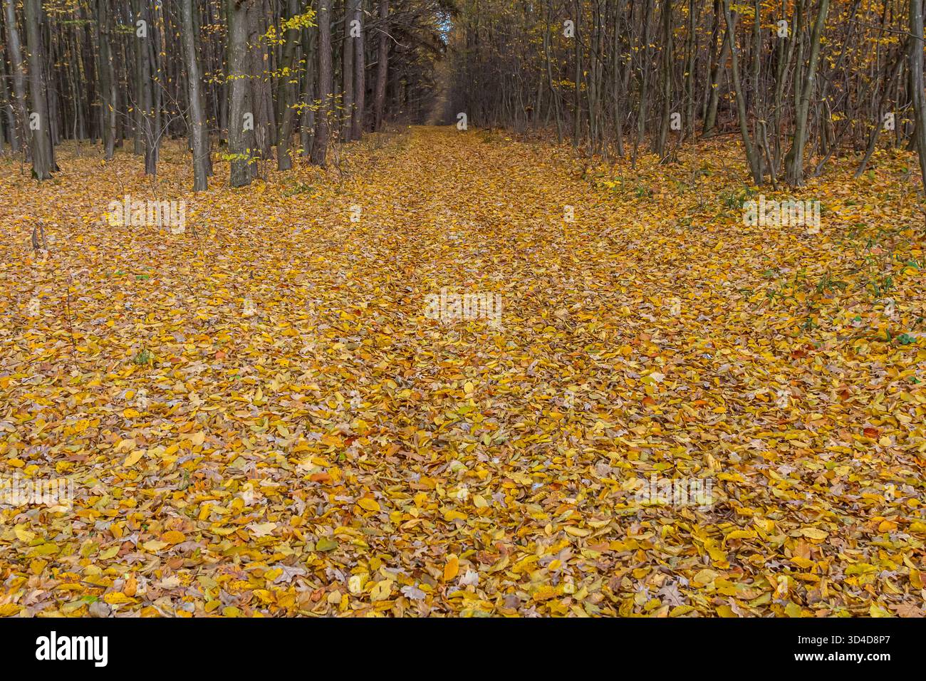 Un tranquillo sentiero forestale è ricoperto da foglie autunnali gialle vibranti circondate da alti alberi con fogliame che cambia. La scena evoca tranquillità e.. Foto Stock