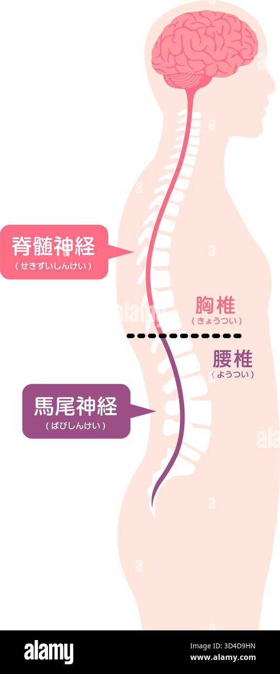 Illustrazione vettoriale della cauda equina Illustrazione Vettoriale