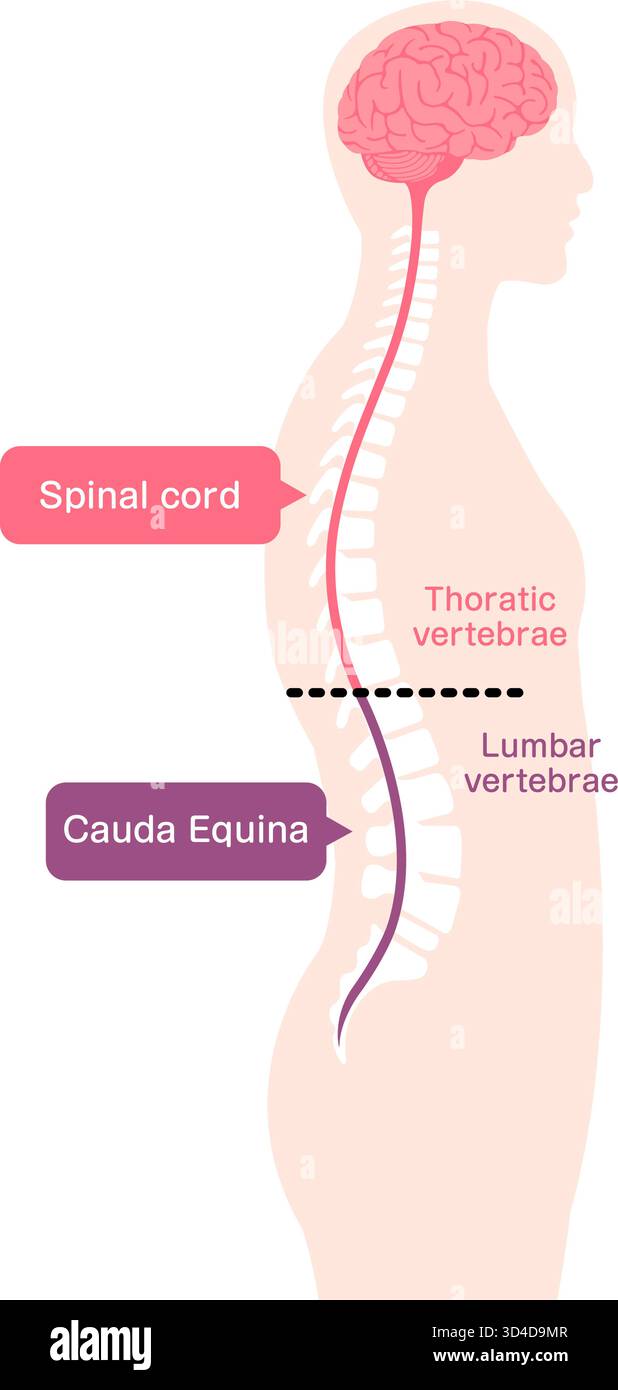 Illustrazione vettoriale della cauda equina Illustrazione Vettoriale
