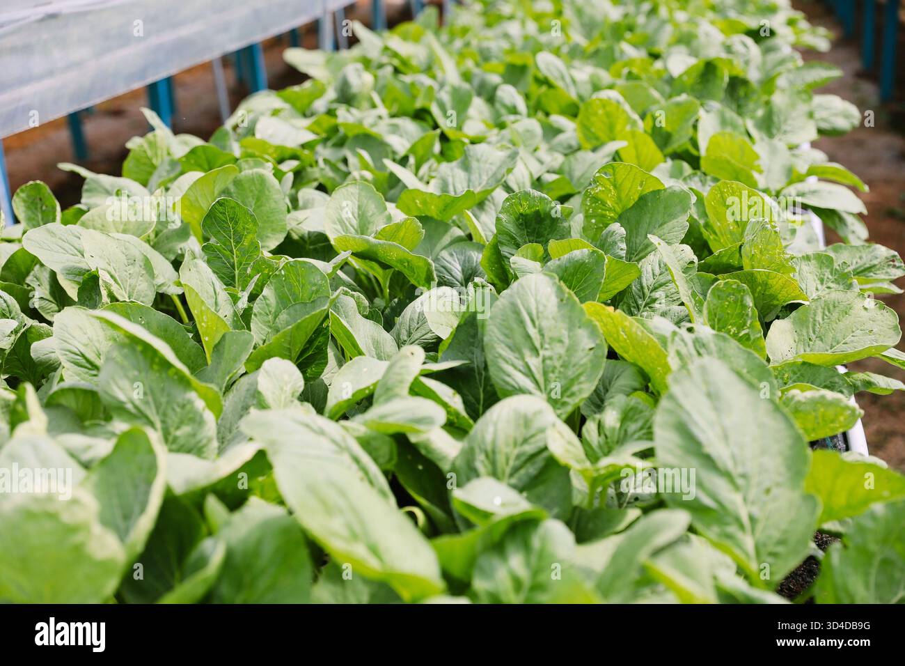 Vista ravvicinata di lussureggianti verdeggianti verdure a foglia verde che prosperano in un'azienda agricola a effetto serra biologica. Le piante vibranti riflettono una crescita sana sotto farmi sostenibili Foto Stock