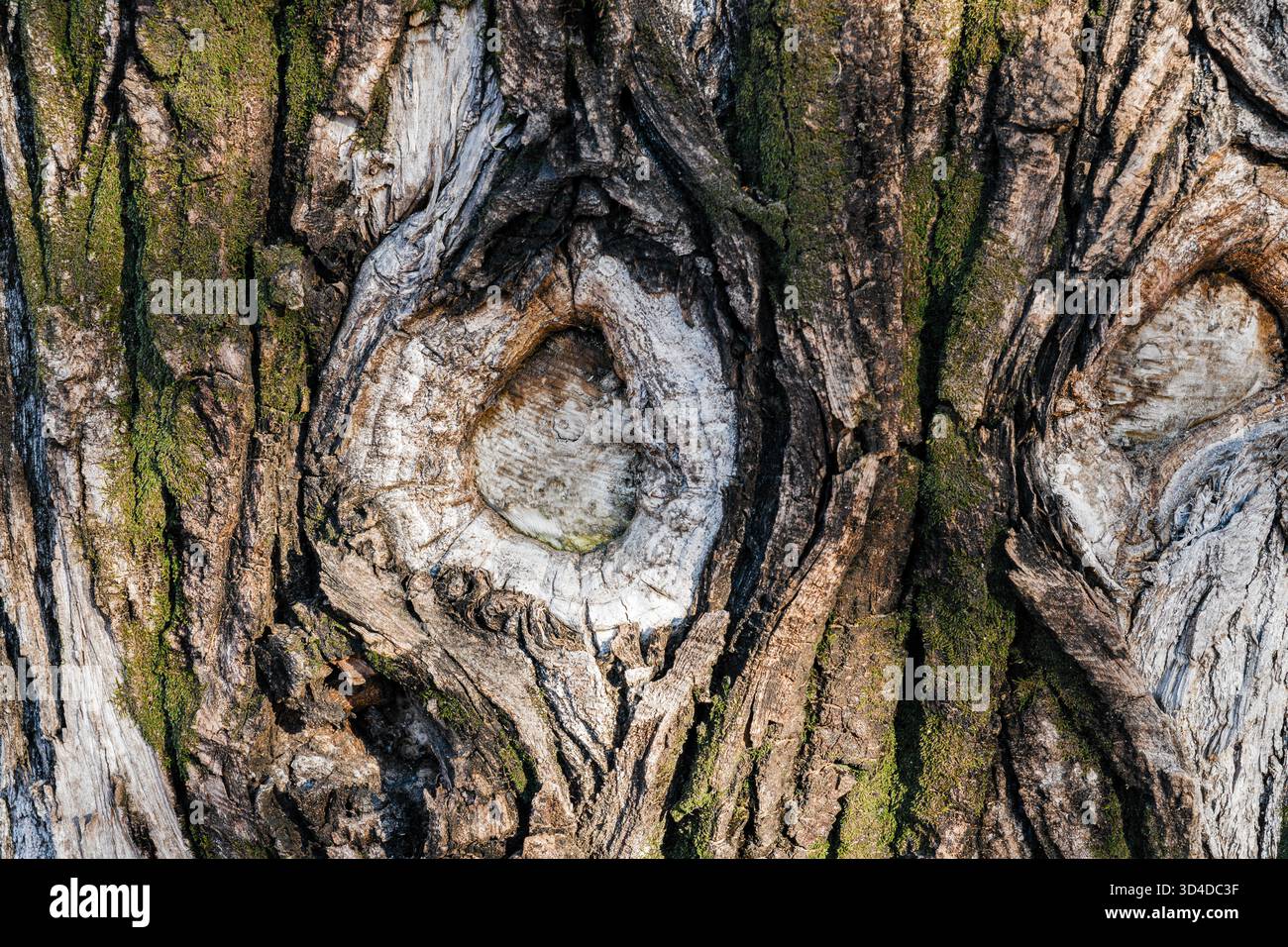 Struttura della corteccia degli alberi in primo piano con nodi simili agli occhi e sfondo muschio Foto Stock
