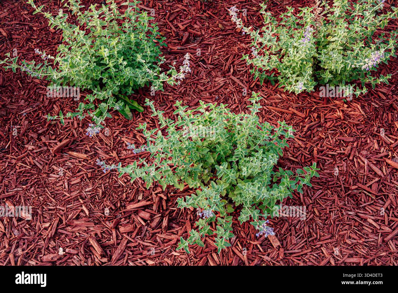 Aiuole di fiori paesaggistici con pacciame di legno rosso, con fiori e cespugli verdi che crescono all'aperto. Sopra la vista. Foto Stock