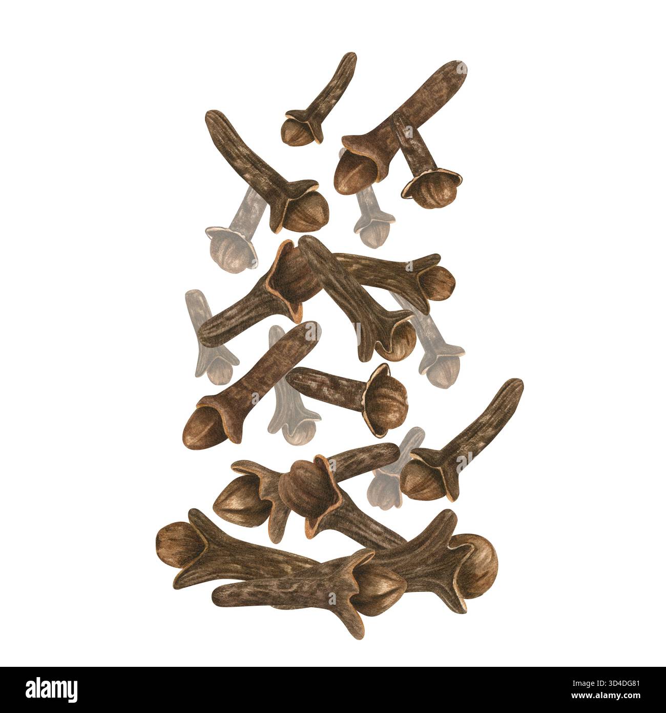 Illustrazione ad acquerello dei chiodi di garofano secchi in caduta su sfondo isolato. Le gemme di chiodi di garofano aromatico si accumulano in levitazione. Spezia biologica sana per VIN brulé Foto Stock