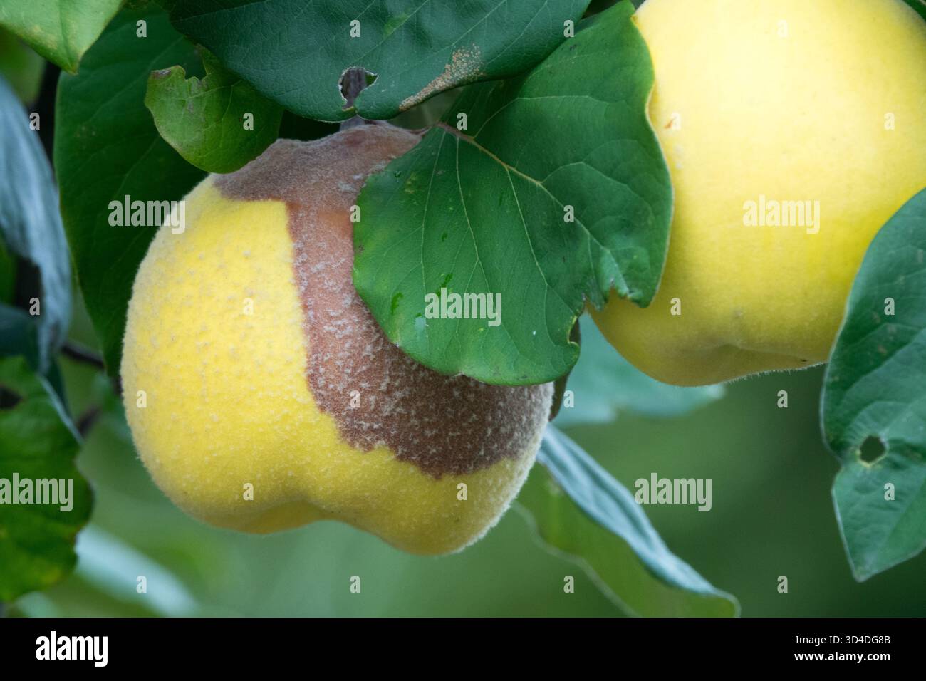 Marciume frutta marcire muffa malattia, Cydonia oblonga malato malato malattia infetto infetto infestato malsano maturo Foto Stock