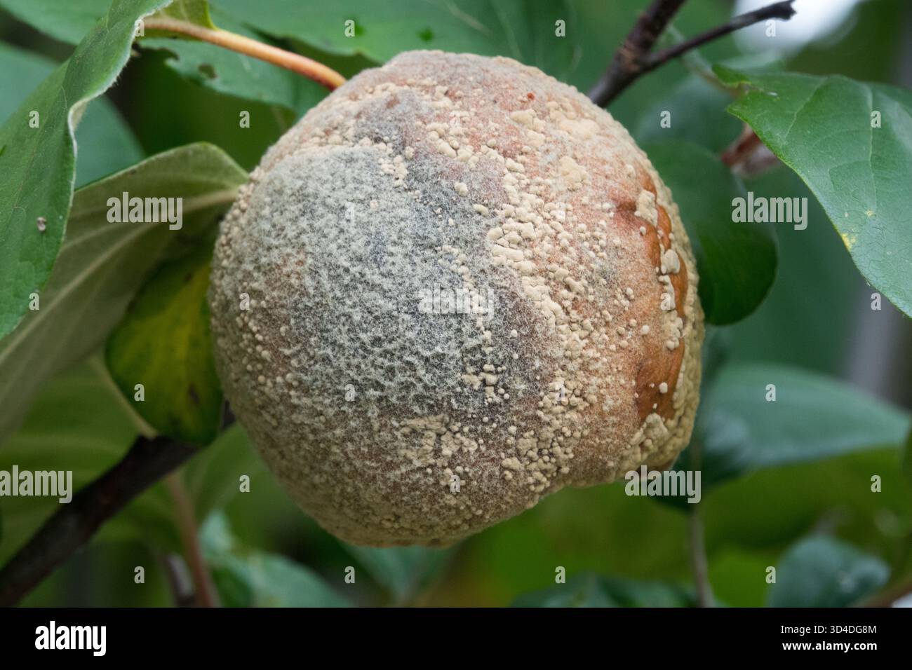 Marciume frutta marcire muffa malattia, Cydonia oblonga problemi macchie cerebrali germogli Foto Stock