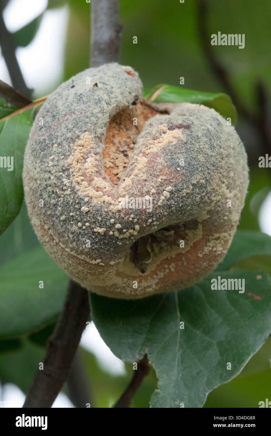 Marciume frutta marcire muffa malattia, Cydonia oblonga muffa Mildews Foto Stock
