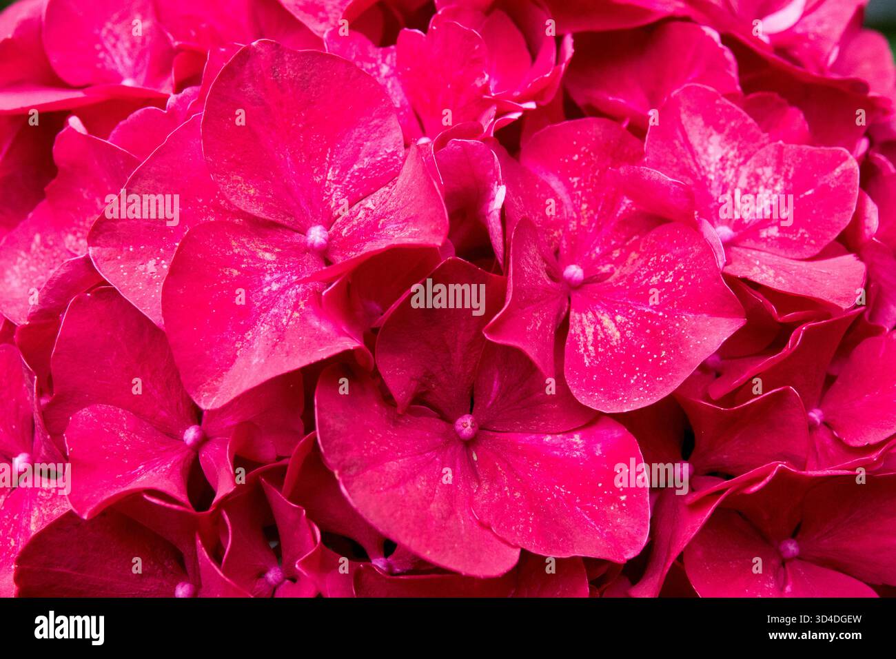 Fiore da vicino di Ortensia rossa Foto Stock