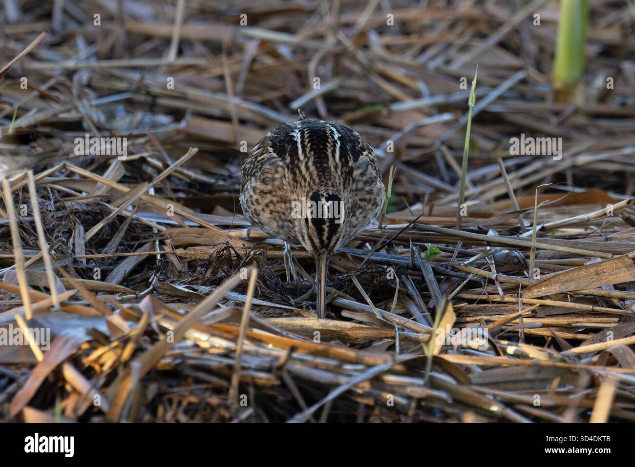 Common Snipe (Gallinago gallinago) Norfolk ottobre 2025 Foto Stock