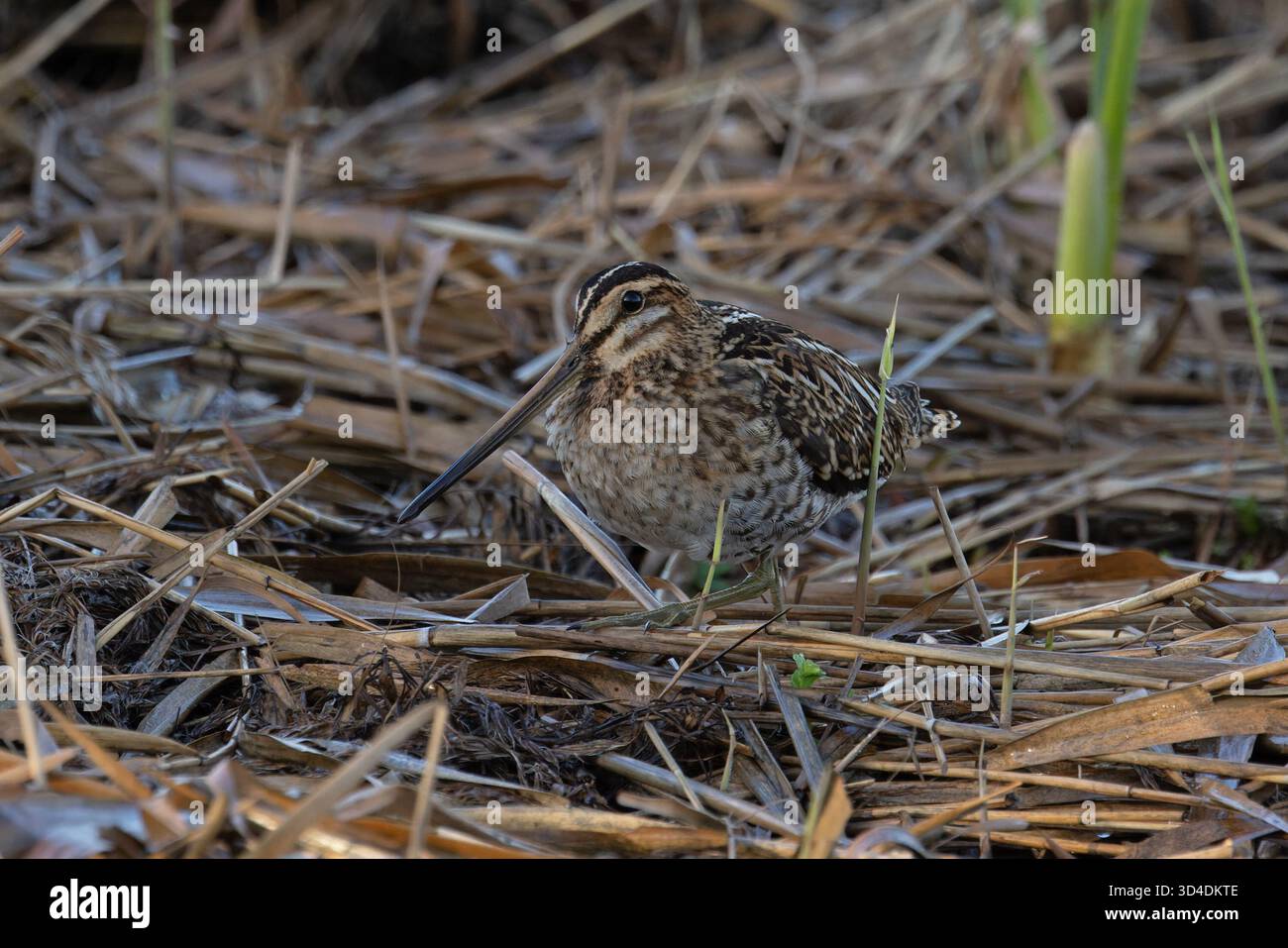 Common Snipe (Gallinago gallinago) Norfolk ottobre 2025 Foto Stock