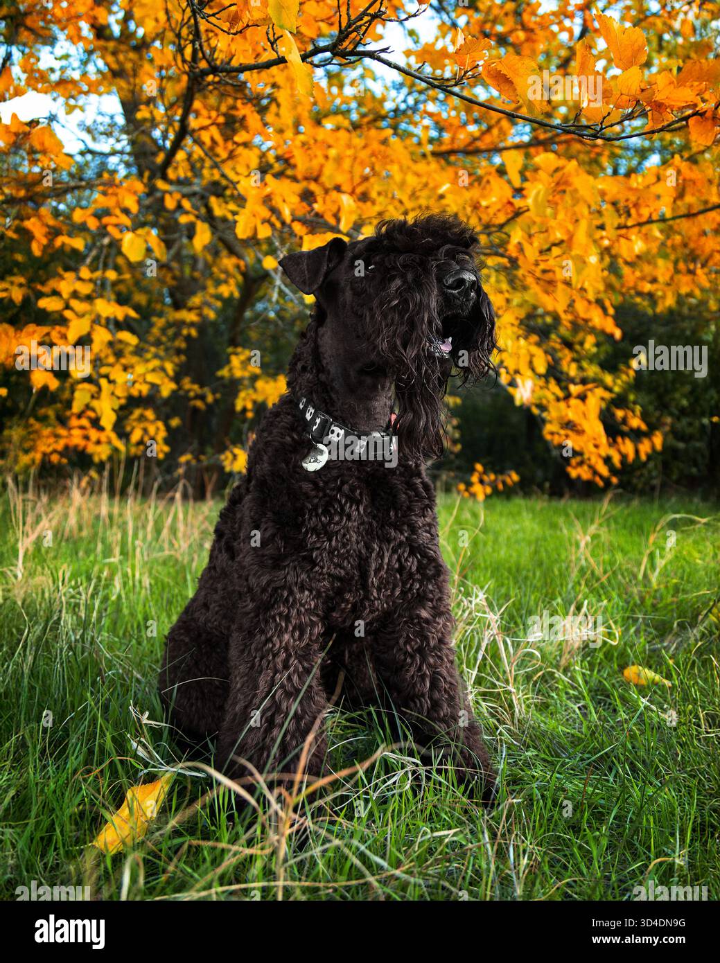 Un Kerry Blue Terrier nel fogliame giallo autunnale. Un terrier in un parco autunnale. Autunno e Kerry Blue Terrier. Un bel cane dai capelli ricci. Un raro terr Foto Stock