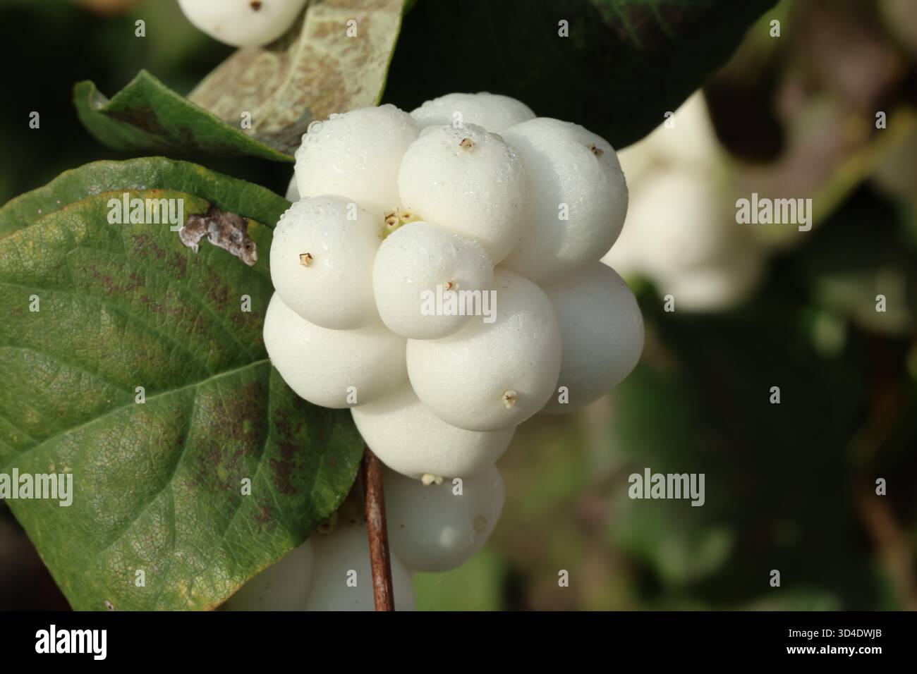Primo piano di frutti di bosco comuni bianchi luminosi. Symphoricarpos albus Foto Stock