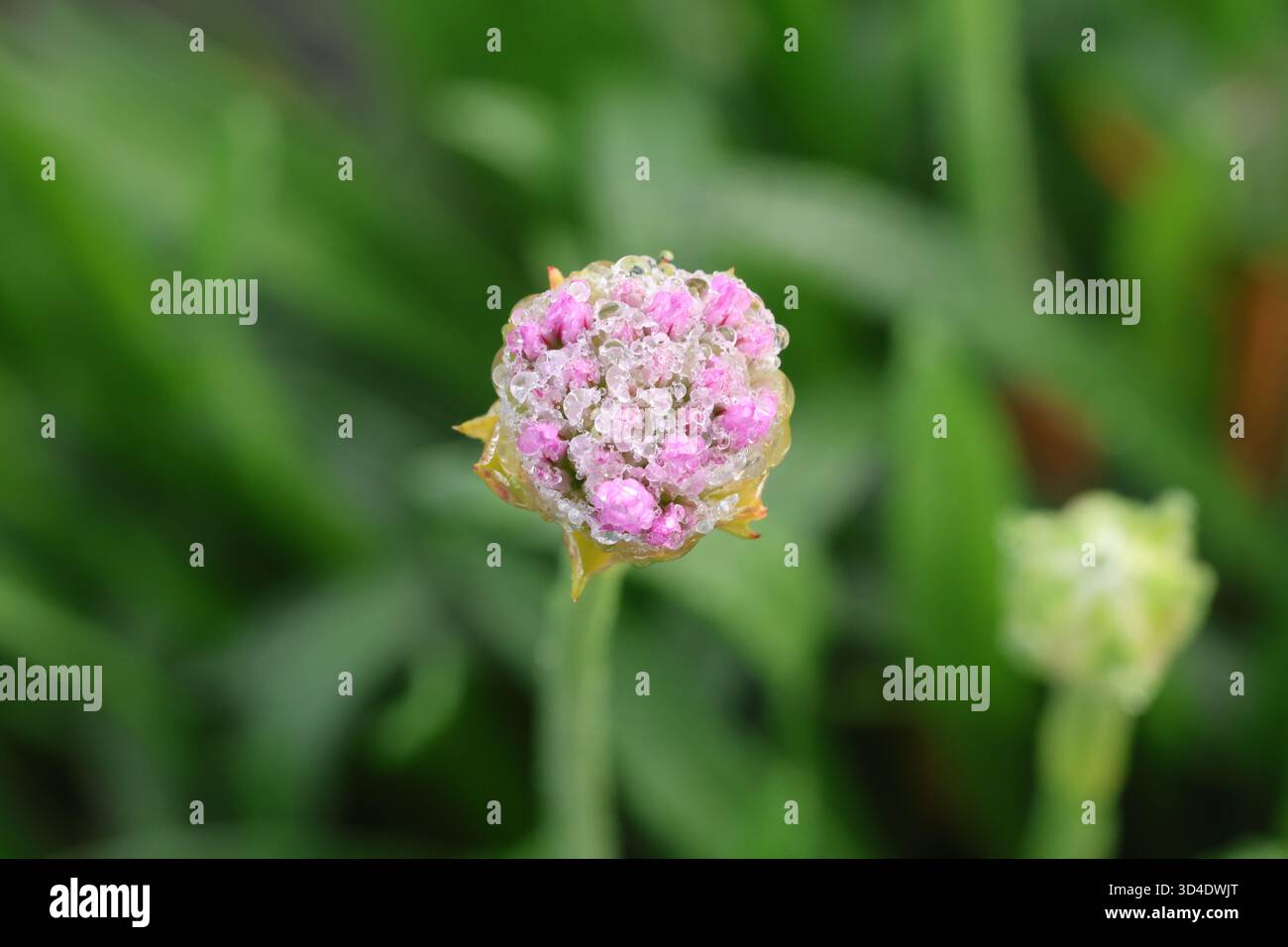Testa di fiore di gemme rosse chiuse dopo un temporale. Armeria pseudarmeria "Sweet Dreams" (serie Dreameria) Foto Stock