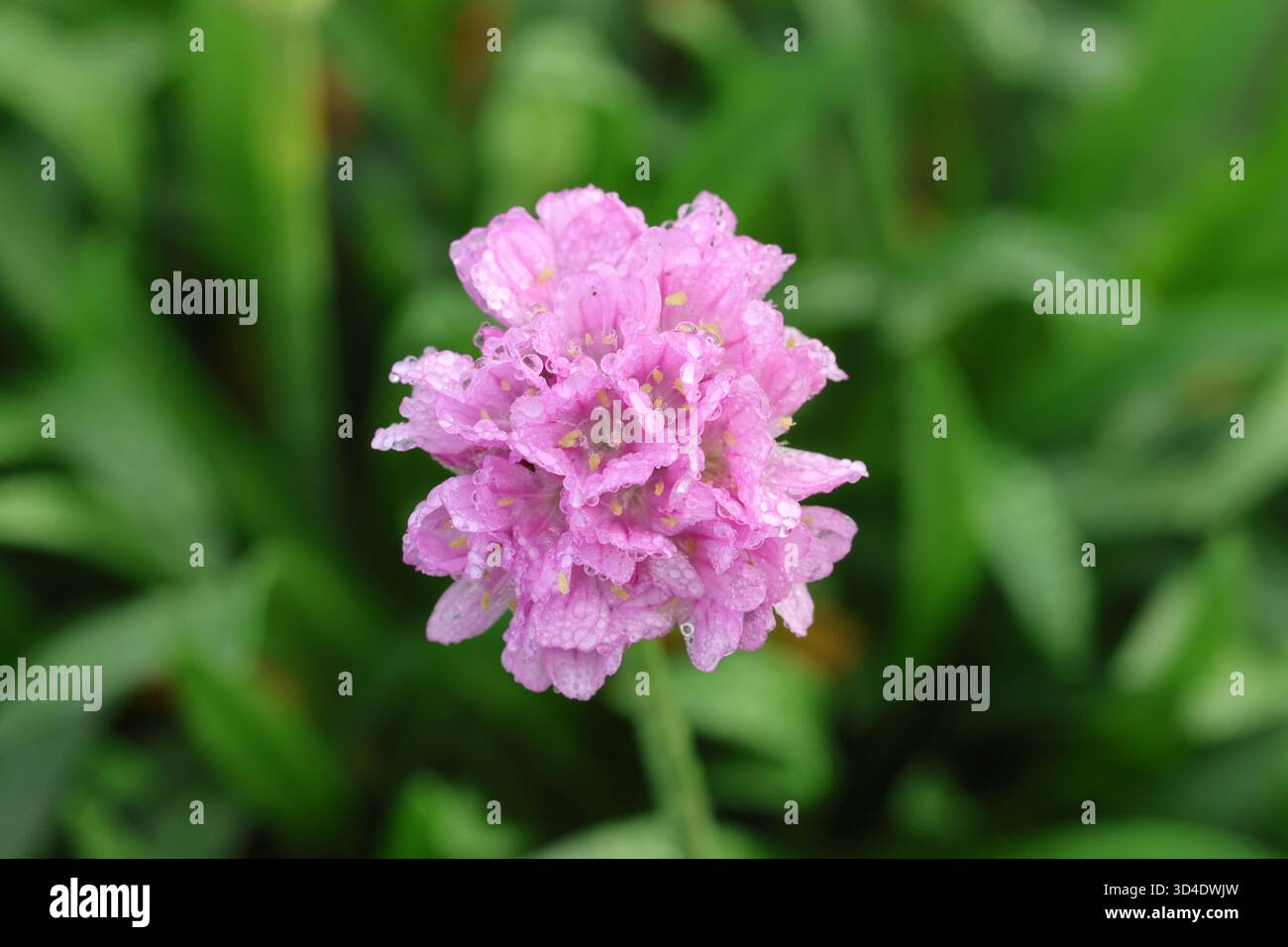 Primo piano, testa di fiori di colore rosa dopo un temporale. Armeria pseudarmeria "Sweet Dreams" (serie Dreameria) Foto Stock