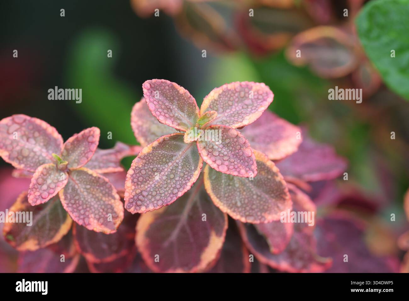 Foglie di mandrino variegate tinte di rosa invernale dopo un temporale. Euonymus fortunei "Emerald 'n' Gold" Foto Stock
