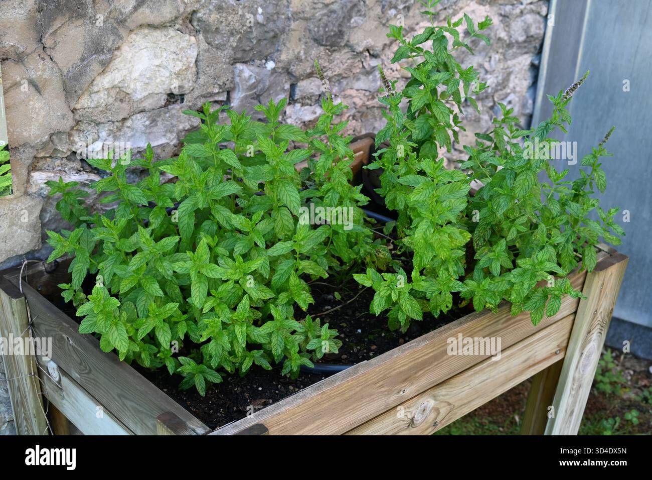 Menta, menta verde, zecca da giardino, zecca comune, zecca di agnello o sgombro min, Mentha Spicata, piantati in piantatrice di legno rialzato Foto Stock