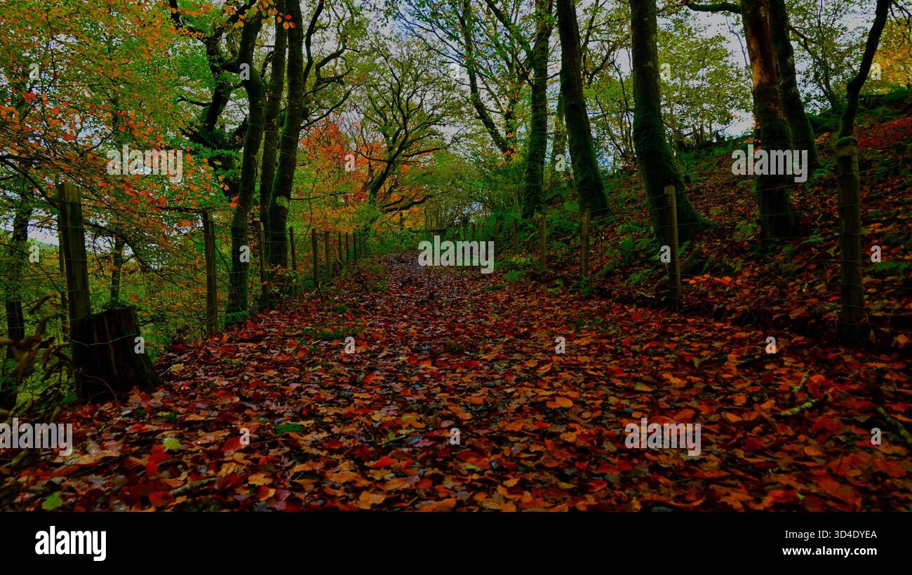 Autunno/autunno nella foresta di Dyfi nel Galles centrale con foglie colorate, faggi, sentieri e tutta parte della foresta nazionale del Galles. Foto Stock