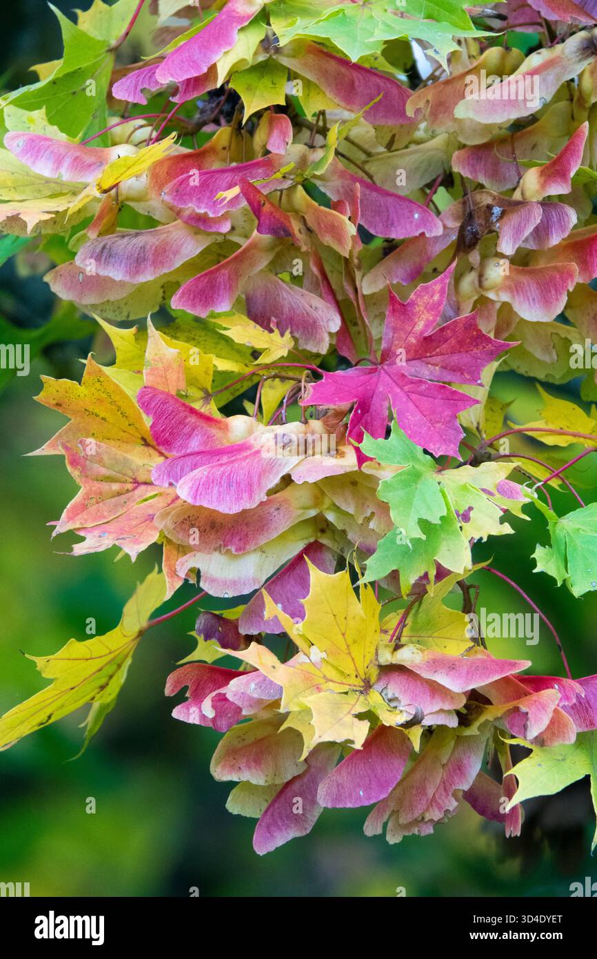 Fogliame colorato e samaras su Acer platanoides Norway Maple Foto Stock