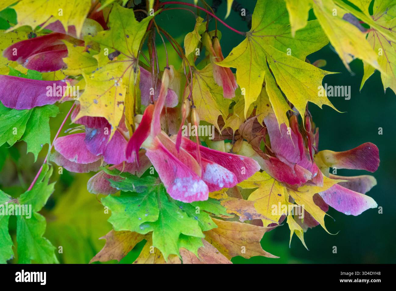 Samaras d'acero norvegese Foto Stock