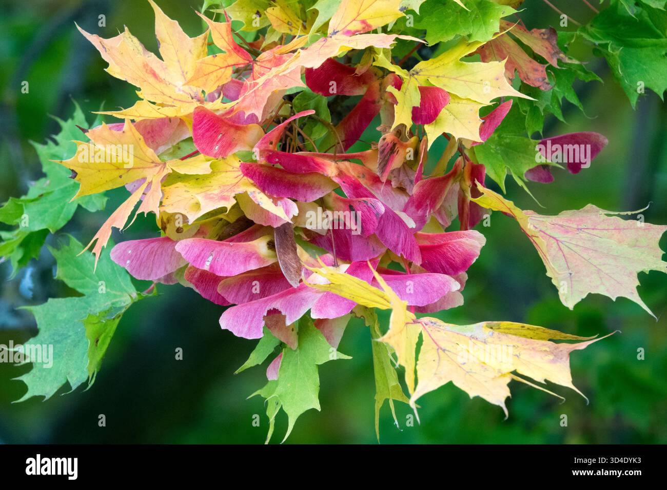Tasti in acero Norway Maple Samaras Acer platanoides Foto Stock