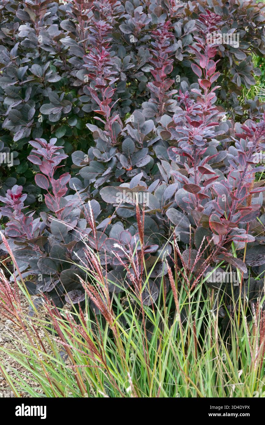 Cotinus 'Royal Purple' Garden Plant Shrub in un arbusto da giardino Foto Stock