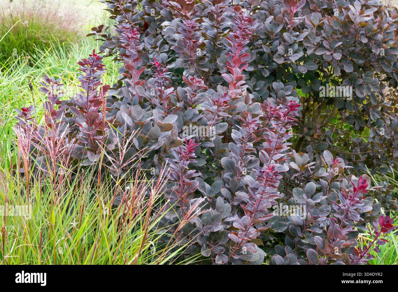 Cotinus coggygria 'Royal Purple' in un giardino Foto Stock
