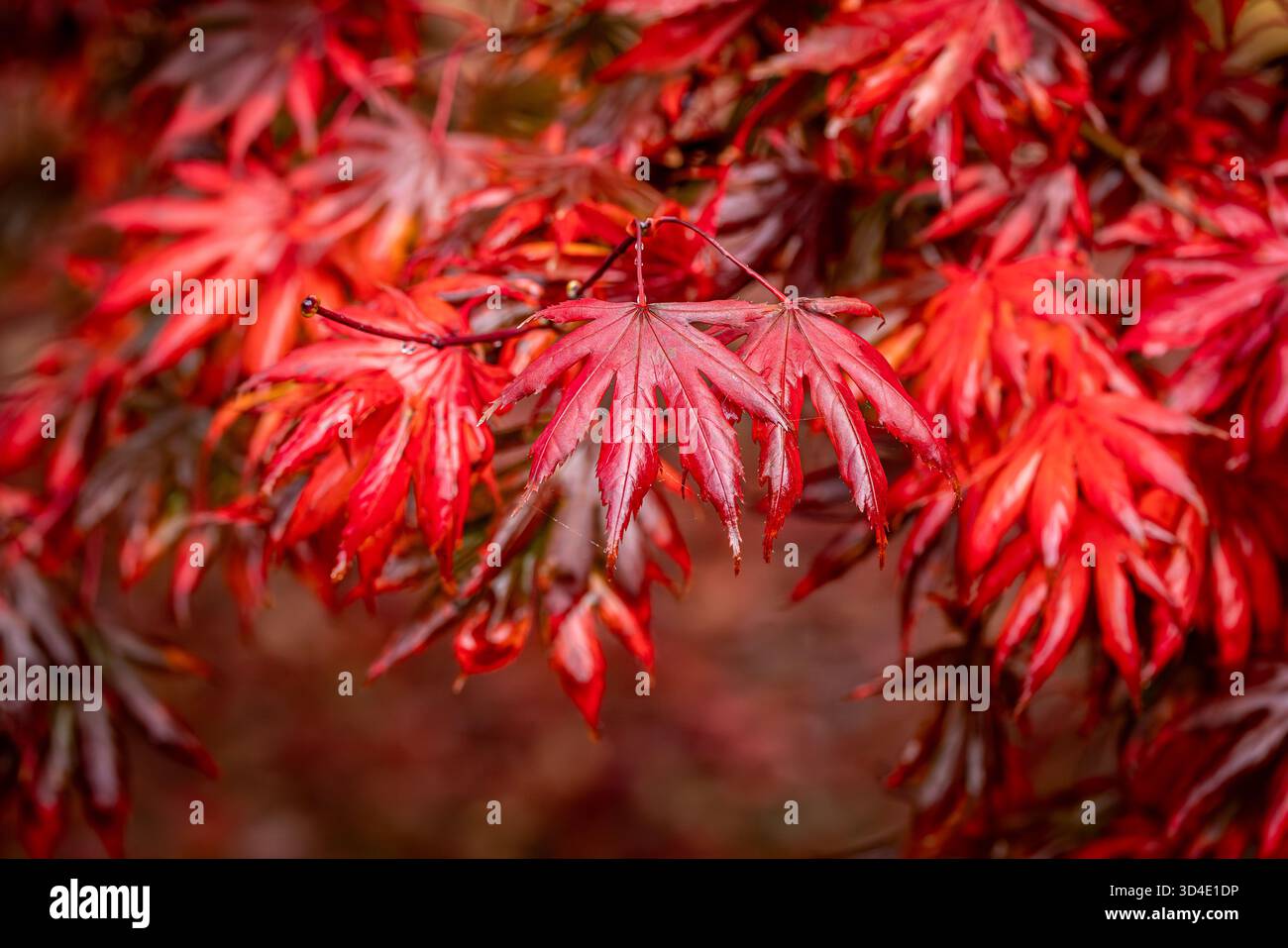 Foglie di acero colorate in una soleggiata giornata autunnale Foto Stock