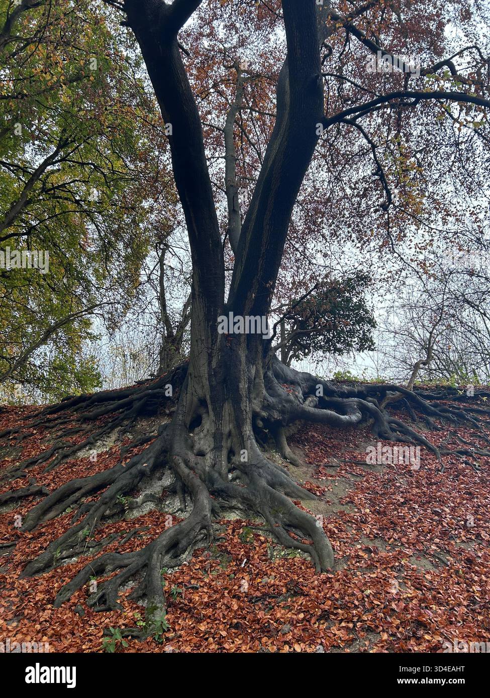 Incredibili radici di un albero maturo in una banca Foto Stock