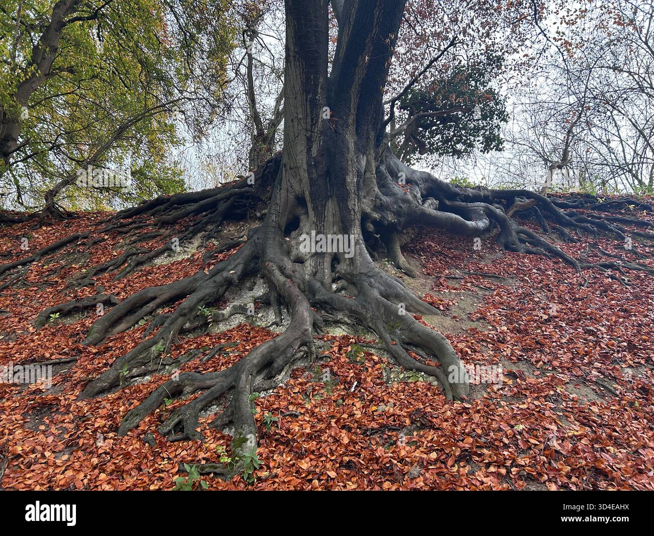 Incredibili radici di un albero maturo in una banca Foto Stock
