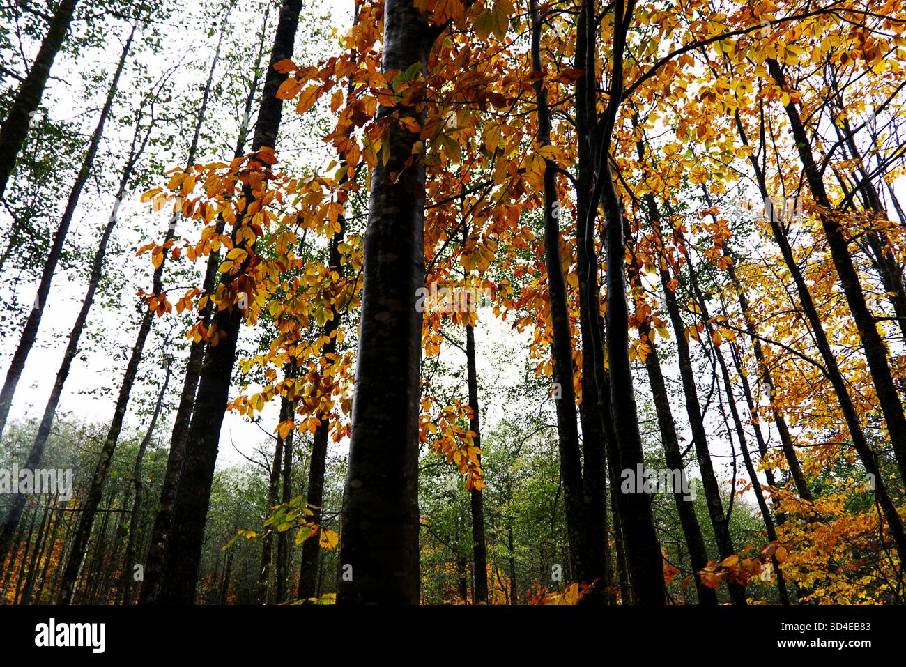 Vista ad angolo basso dei tronchi alti della foresta con il canale d'autunno d'oro. Una prospettiva dinamica ad angolo basso che guarda direttamente verso l'alto in una foresta alta e densa. Foto Stock