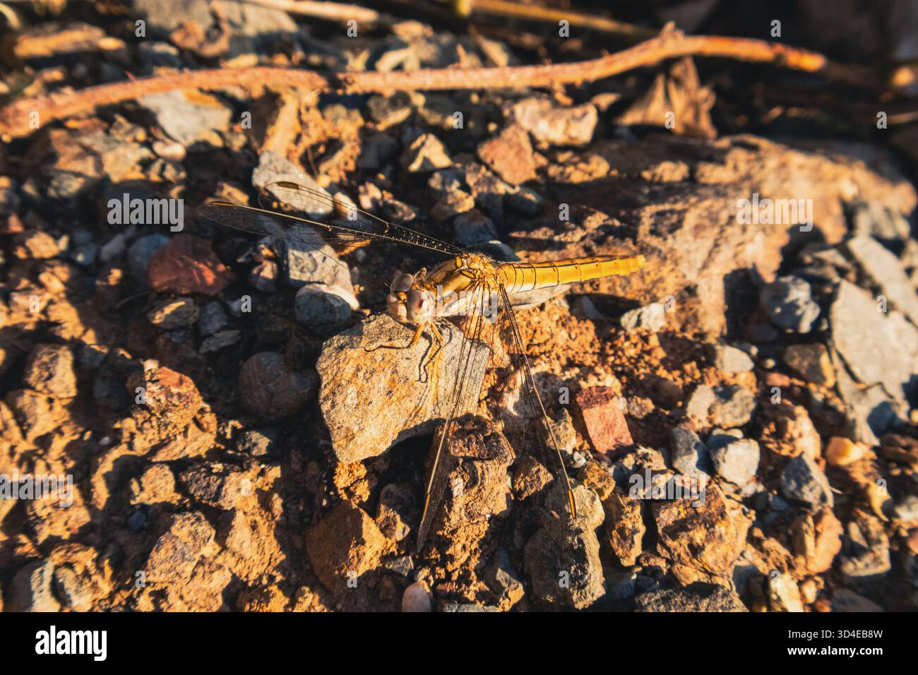 La libellula dorata che poggia su un terreno roccioso sotto la calda luce del sole. Foto macro di una libellula dorata su terreno roccioso alla luce del sole. Foto macro insetti della fauna selvatica. Foto Stock