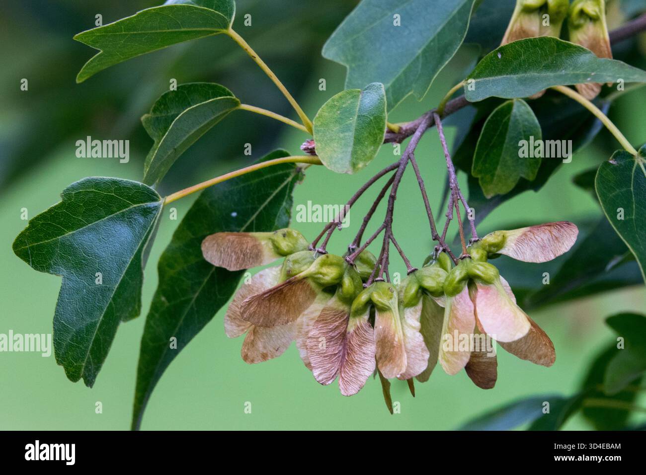 Chiavi d'acero samaras Acer buergerianum Foto Stock