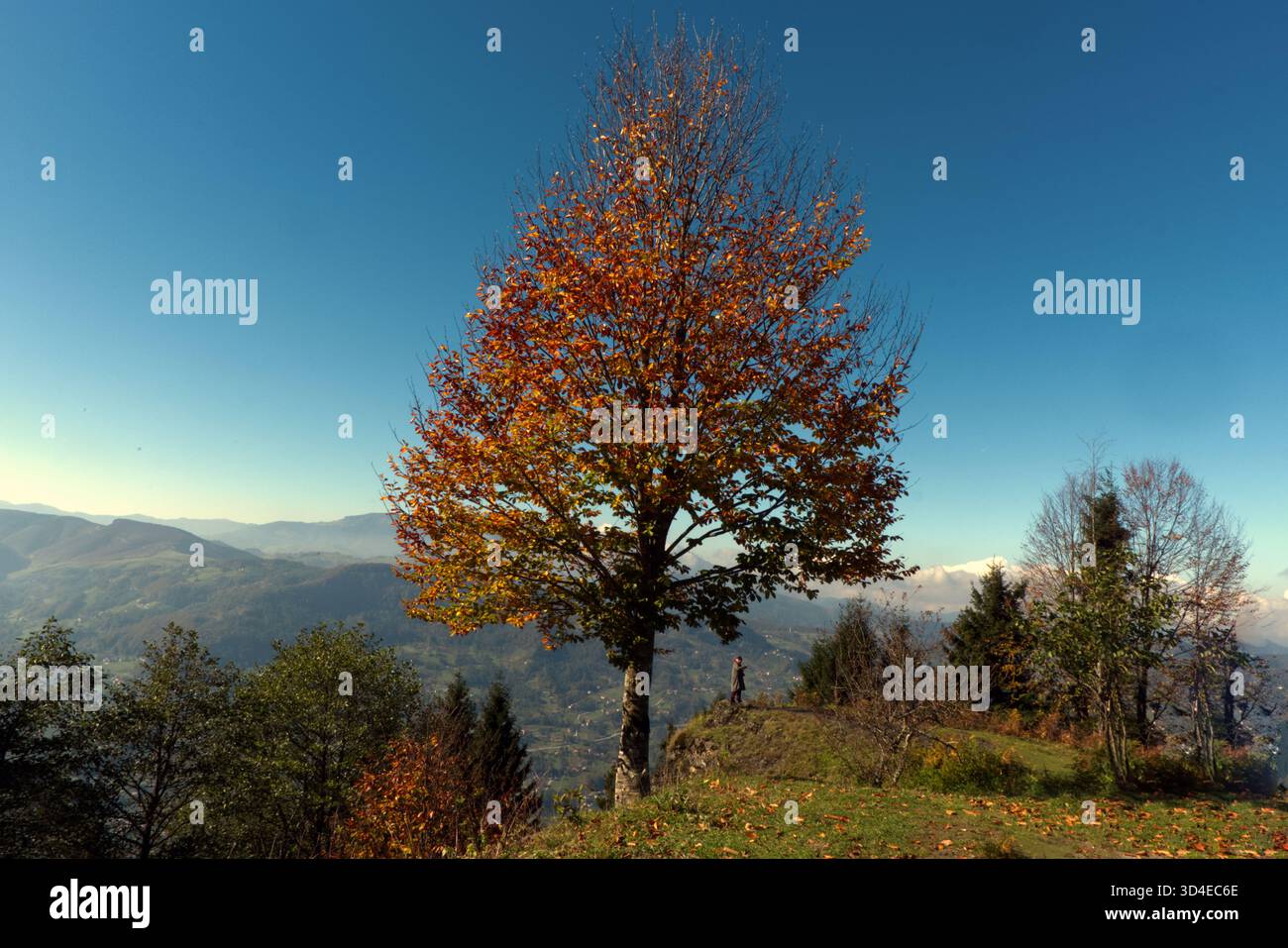Albero d'autunno dominante che si affaccia sulla vasta catena montuosa Una composizione potente e simmetrica dove un albero centrale, completamente coperto, di colore autunnale Foto Stock