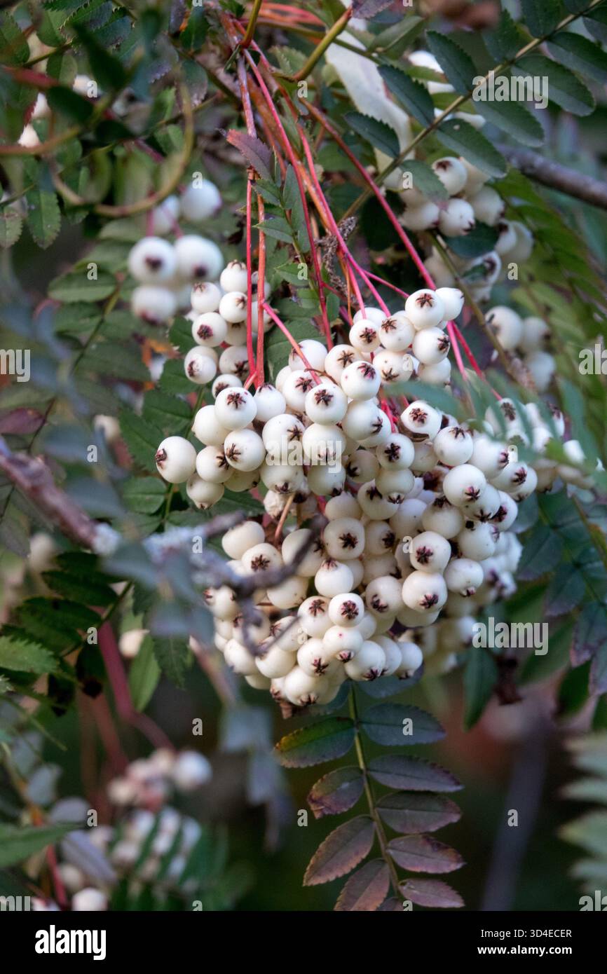 Bacche bianche in un gruppo, Sorbus koehneana Chinese Rowan Moutain Ash Foto Stock