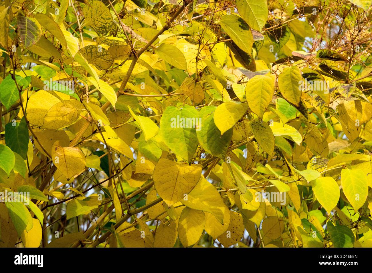Hardy Invasive Plants Japanese Knotweed Fallopia japonica Reynoutria japonica in colore autunnale, arbusto, vista densa e boscosa Foto Stock