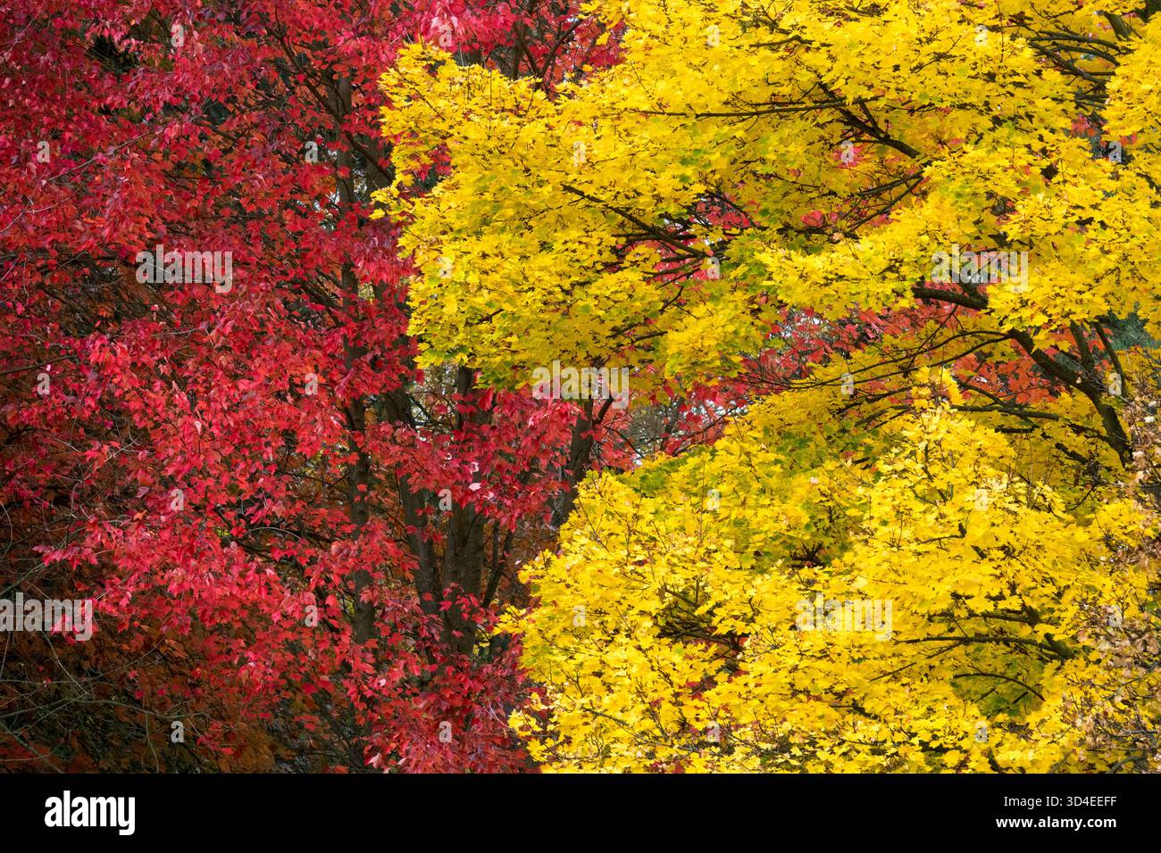 Giallo Norvegia Acero e rosso Acer rubrum colori autunnali Foto Stock