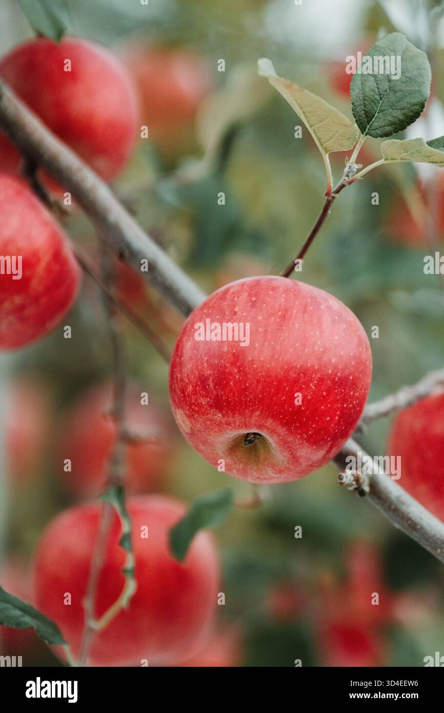 Mele rosse mature appese al ramo, Aomori, Giappone Foto Stock
