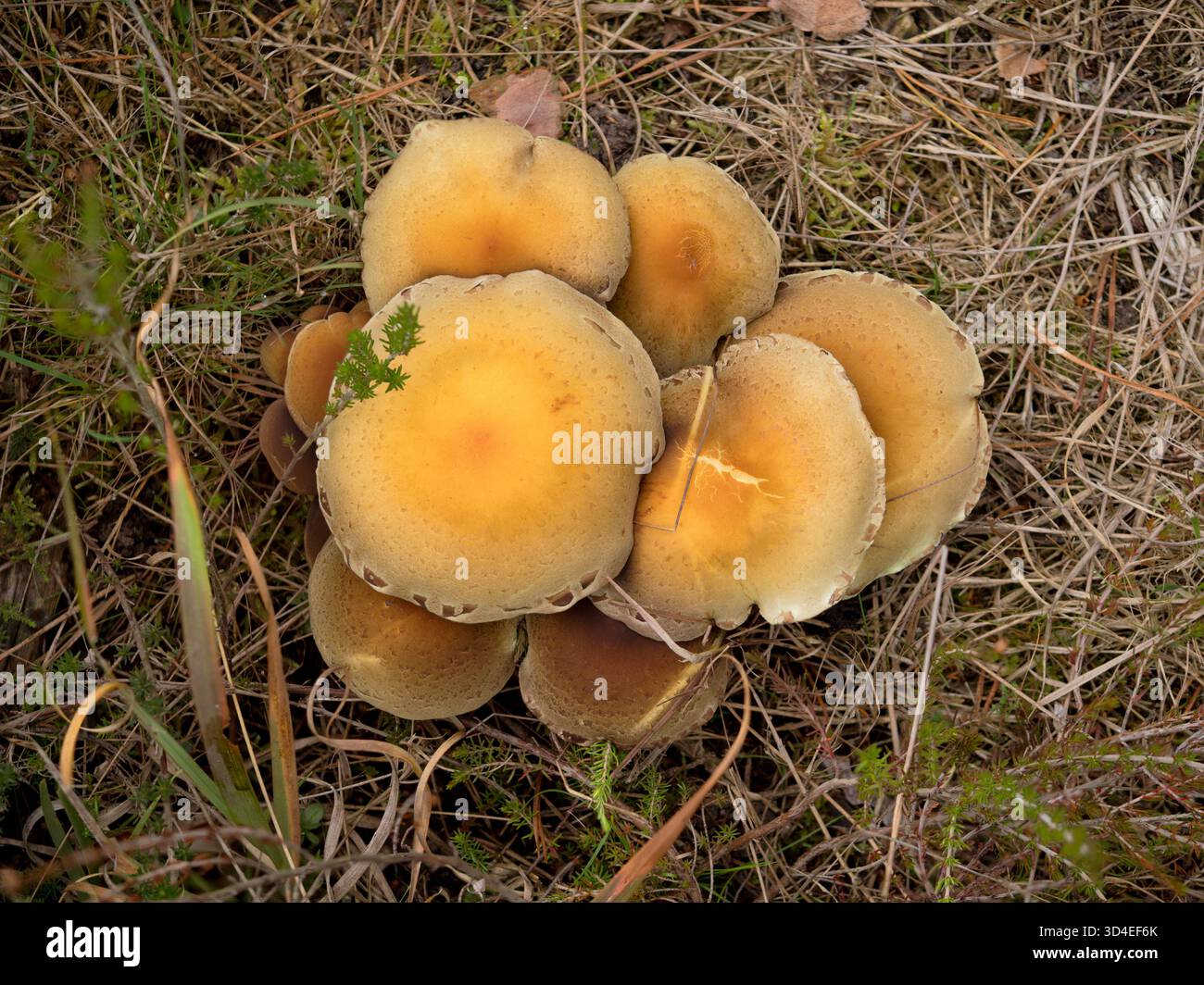 Ciuffo di zolfo (Hypholoma fasciculare) Foto Stock