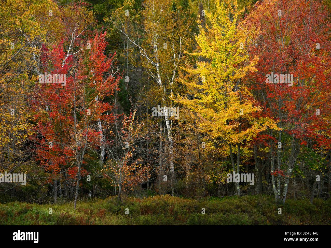Aceri e betulle di colore autunnale ad Axton Landing sul fiume Raquette ad Adirondack Park, New York Foto Stock