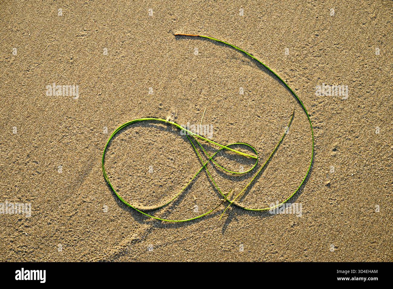 Design in erba marina sulla sabbia dell'Harris Beach State Park, sulla costa meridionale dell'Oregon. Foto Stock