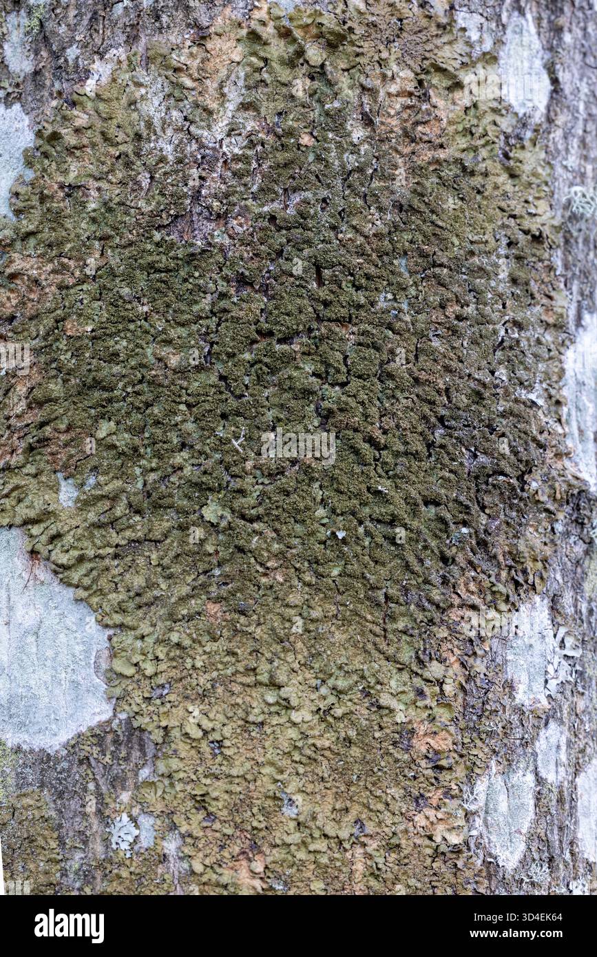 Lichen camouflage lucido su corteccia di rovere Foto Stock