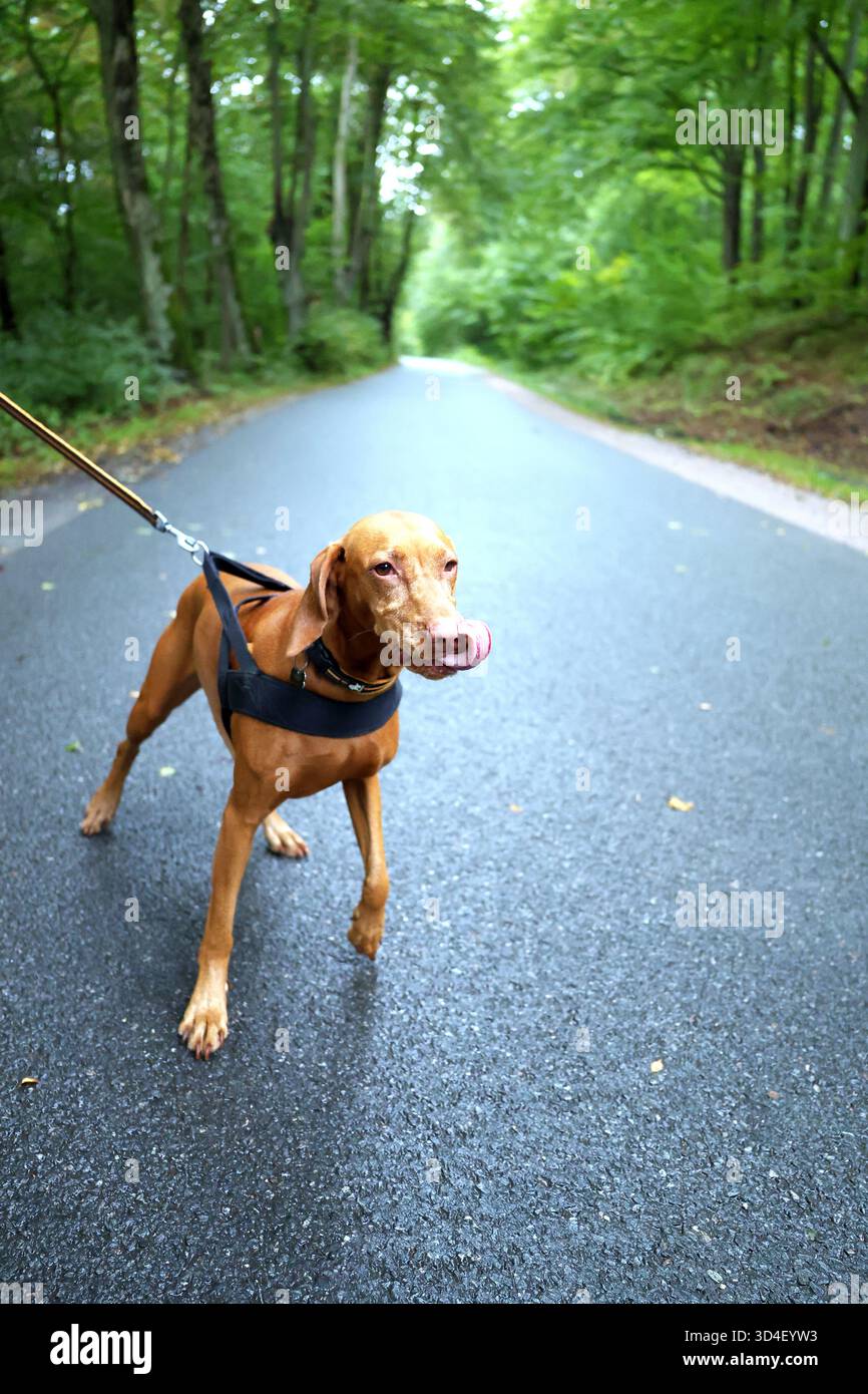 Energico cane bruno che si diverte a passeggiare all'aperto su una strada nel bosco Foto Stock