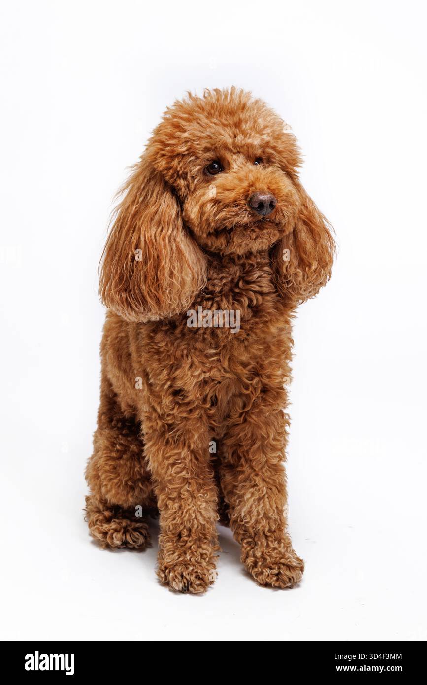 Barboncino rosso in miniatura. Verticale su sfondo bianco. Foto di alta qualità Foto Stock