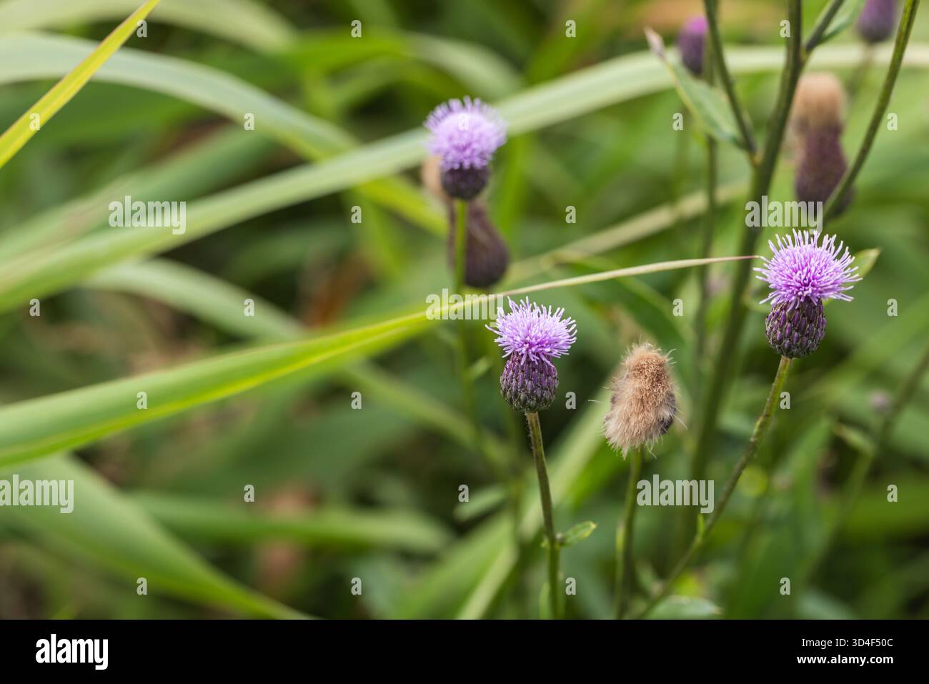Cirsium arvense. Un primo piano di fiori viola che si innalzano sopra una lunga erba verde in un prato naturale. I colori luminosi trasmettono calma, natura e bellezza all'aperto Foto Stock