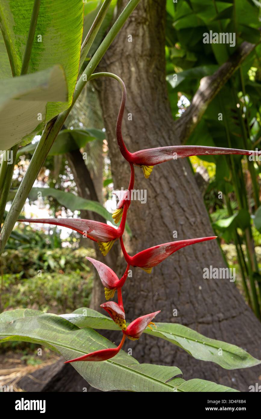 Giardini botanici, Puerto de la Cruz, Tenerife, Isole Canarie, Spagna. Foto Stock