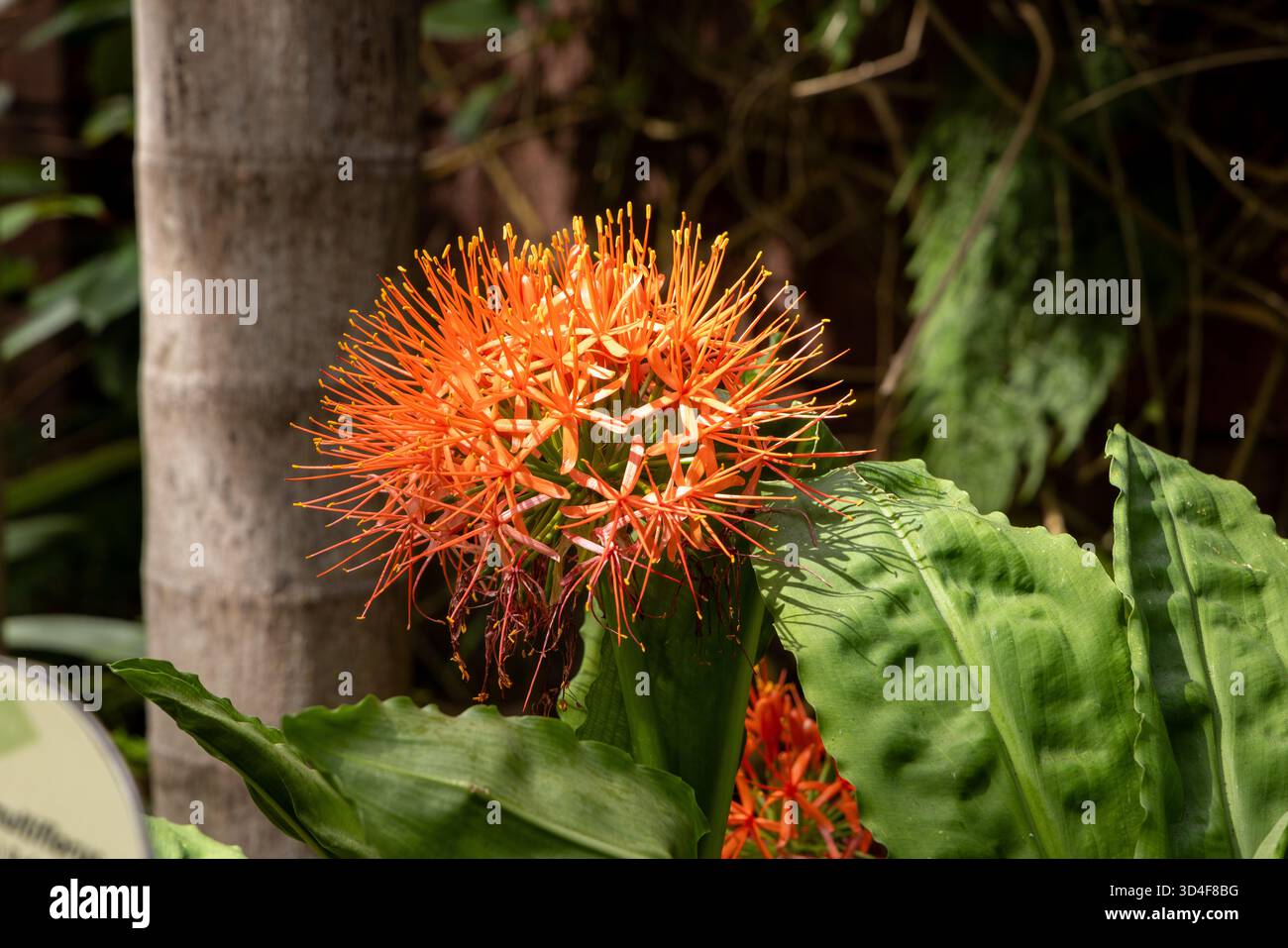 Scadoxus Multiflorus, Puerto de la Cruz, Tenerife, Isole Canarie, Spagna. Foto Stock