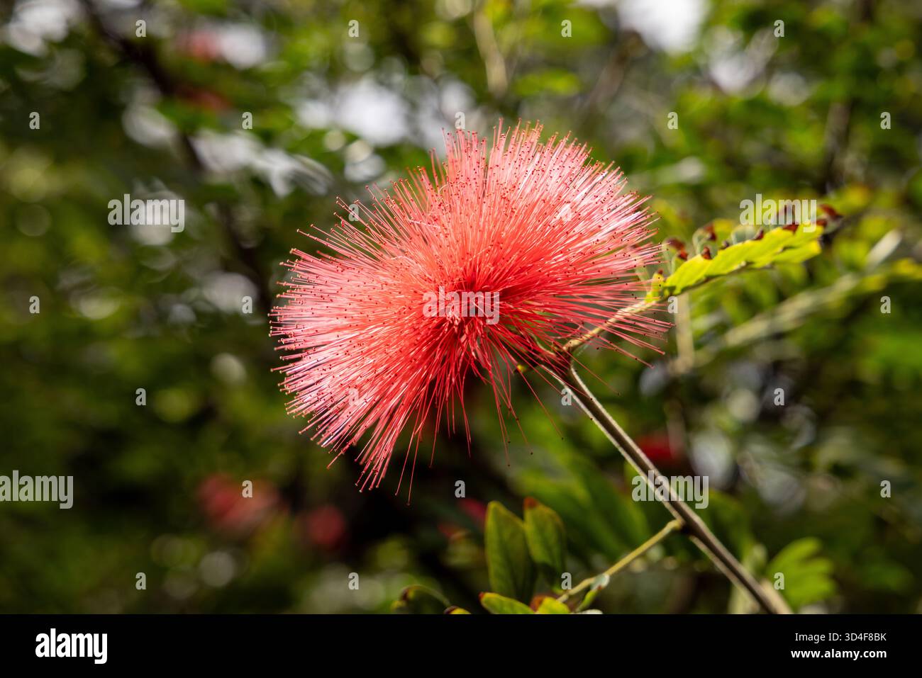Giardini botanici, Puerto de la Cruz, Tenerife, Isole Canarie, Spagna. Foto Stock